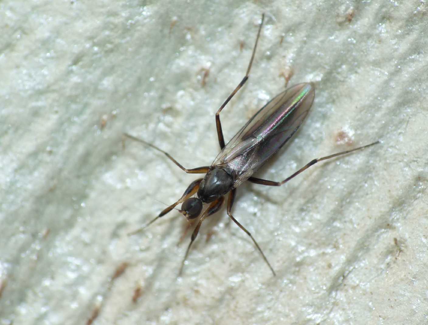 Tachypeza sp. (Hybotidae)